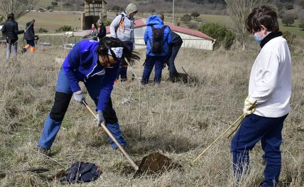 Más de cien árboles rescatan de la degradación el viejo vertedero de El Espinar