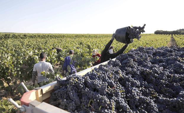 Ribera del Duero, presente en más de cien países