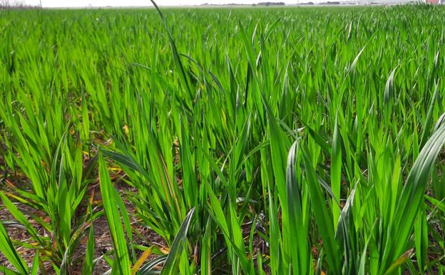 La cebada gana un euro y el maíz pierde tres en la lonja de Salamanca