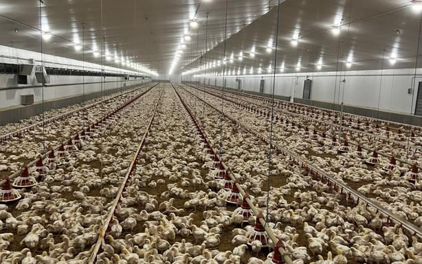 COAG denuncia que las integradoras no trasladan al ganadero la subida del precio del pollo