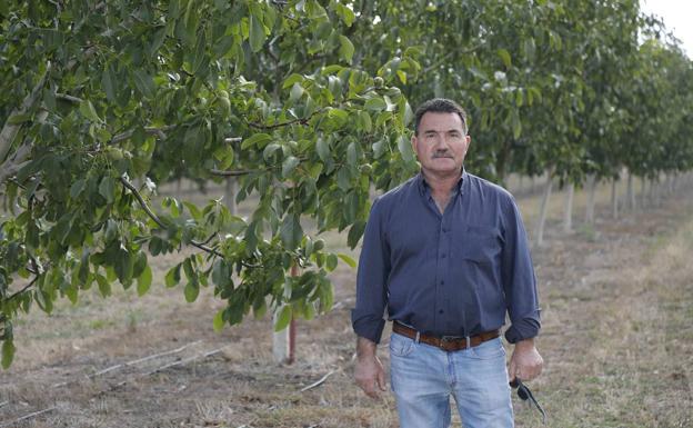 Sin antorchas antiheladas para proteger los nogales de Miguel García en Fompedraza