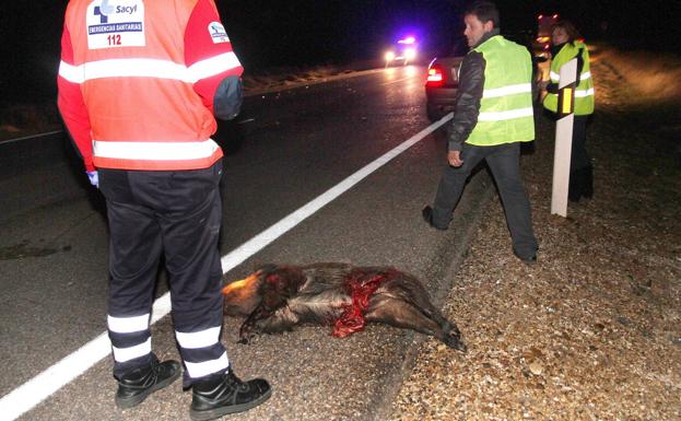 Uno de cada tres accidentes con animales ocurre en carreteras de Castilla y León