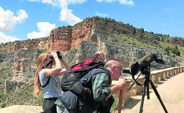 El censo de buitres leonados en el Duratón se ha triplicado desde que es parque natural