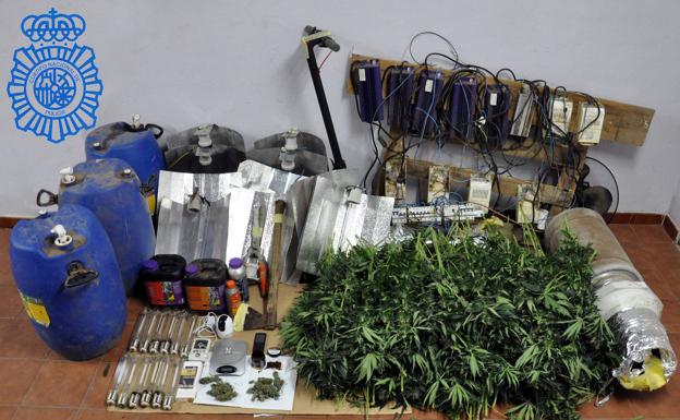 Detenido un matrimonio en Béjar por la plantación para su venta de 221 plantas de marihuana