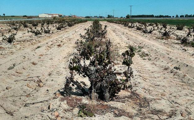 La floración de la colza y la remolacha, las más afectadas por las heladas de este abril