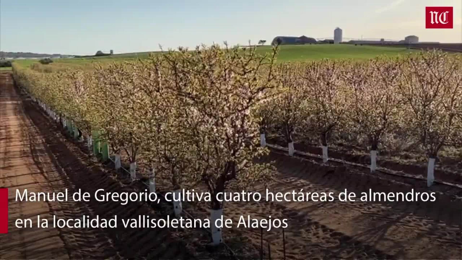 Las heladas castigan los almendros y las colzas en Castilla y León