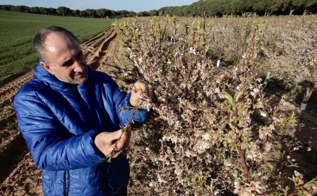Las heladas dañan más de mil parcelas de almendros y colzas en Castilla y León