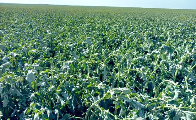 Agroseguro recibe partes de más de 1.100 parcelas, con 2.300 hectáreas afectadas