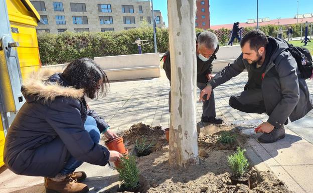 El proyecto 'Alcorques savios' de Salamanca favorece la biodiversidad en los barrios y la participación ciudadana