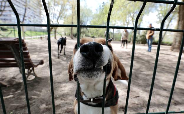 Los perros llegados de Ucrania deberán someterse a controles veterinarios