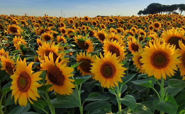 Los productores de girasol tienen más tiempo para modificar sus declaraciones de seguro