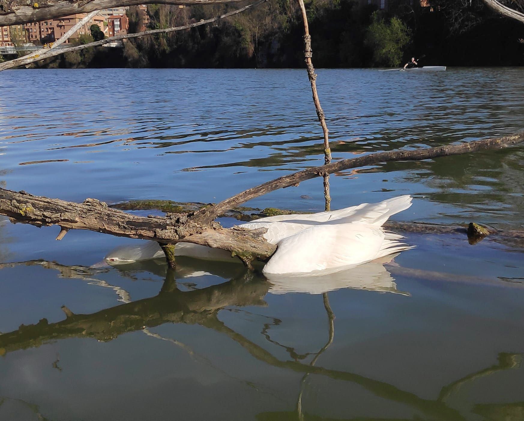 Los bomberos de Valladolid recogen aves muertas a diario en las márgenes del río Pisuerga