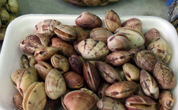 Almejas, frescas o en conserva