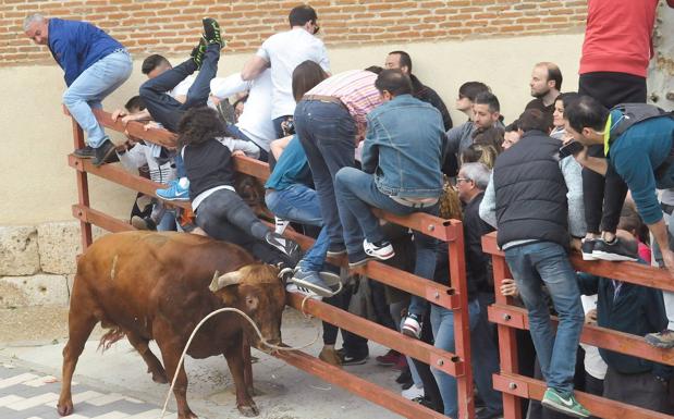 La Seca retomará sus festejos taurinos de la Fiesta del Verdejo el 30 de abril y el 1 de mayo