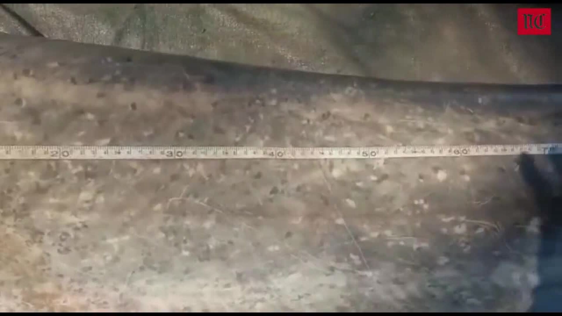 Un vallisoletano pesca el mayor siluro de España en aguas del Ebro