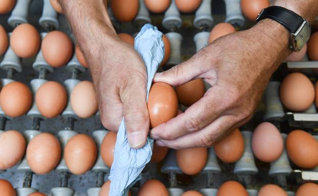 Excéntricos: de las gallinas de Jackie Polzin al capitalismo simbólico de Valentín Roma