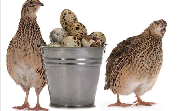 Alto contenido en proteínas y baja en grasas