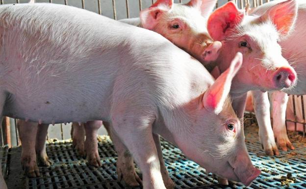 INNOPORC obtiene el sello Welfair, la primera certificación de Bienestar Animal con aval científico UE