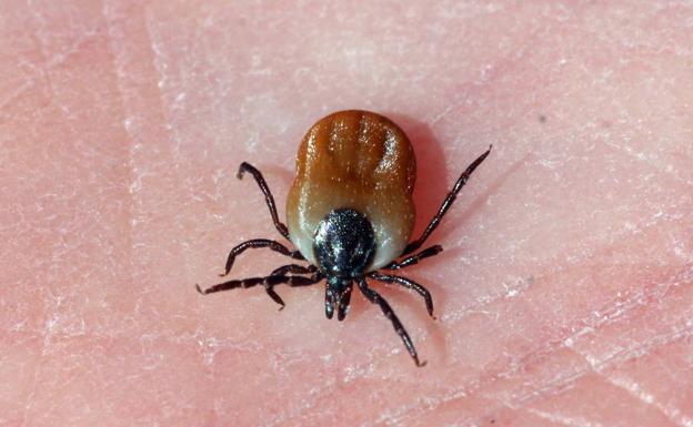 La garrapata de la fiebre Crimea-Congo avanza en la región: cómo evitar que pique e infecte