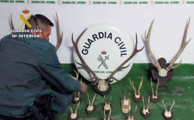 El Seprona localiza un trofeo de ciervo valorado en más de 11.000 euros en un merendero en Zamora