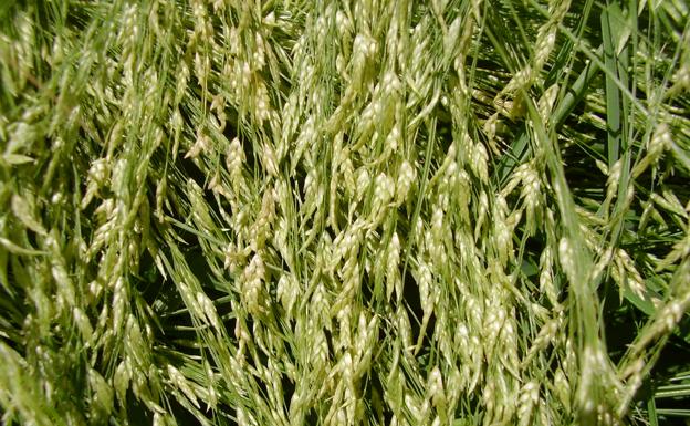 Mayo abre la puerta a la siembra del teff, cereal etíope, que descarta la fauna silvestre