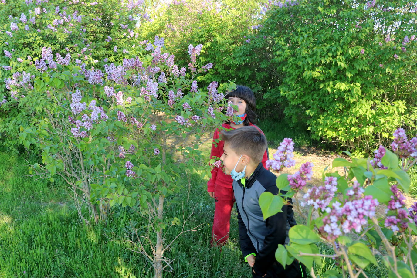 Nueva cita en Villaviudas para disfrutar del Paseo de las Lilas