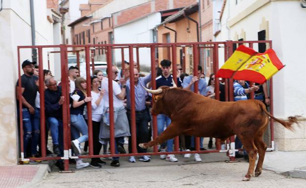 Toros y catas llenan de público la Fiesta del Verdejo en La Seca