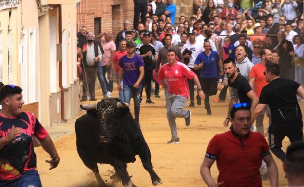 Masiva asistencia de aficionados al encierro de Santo Toribio en Mayorga