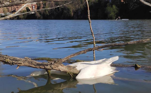 Valladolid da por concluido el brote de gripe aviar en el que se han recogido 93 aves muertas