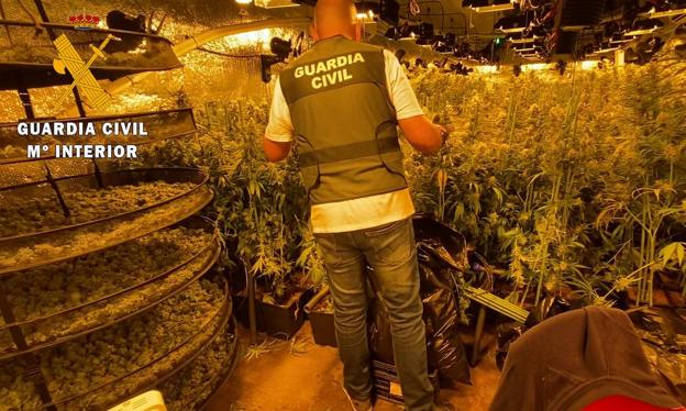 Incautan 2.000 plantas de marihuana y 13 kilos de cogollos listos para su venta en Salamanca
