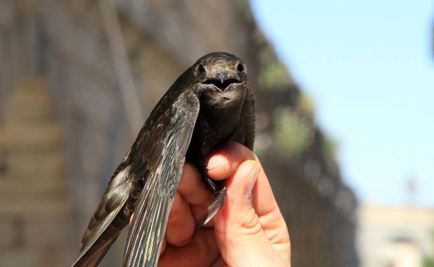 Segovia se convierte este mes en la capital de los vencejos