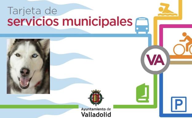 Los perros subirán a los buses con su tarjeta, bozal y solo si hay espacio