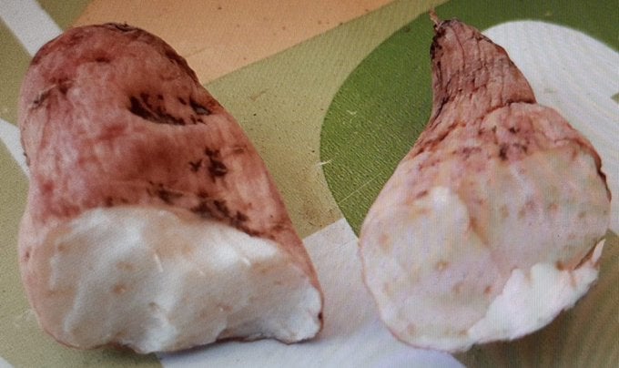 Alertan del riesgo de comer nabo del diablo tras provocar la muerte de un hombre