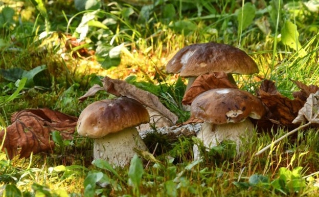 La Primavera Setera 2022 salta a la provincia de Burgos