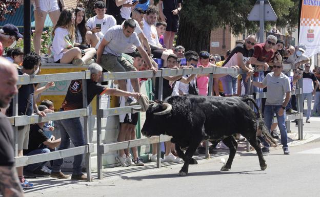 Laguna llena sus calles con dos toros del cajón que dieron «mucho juego»