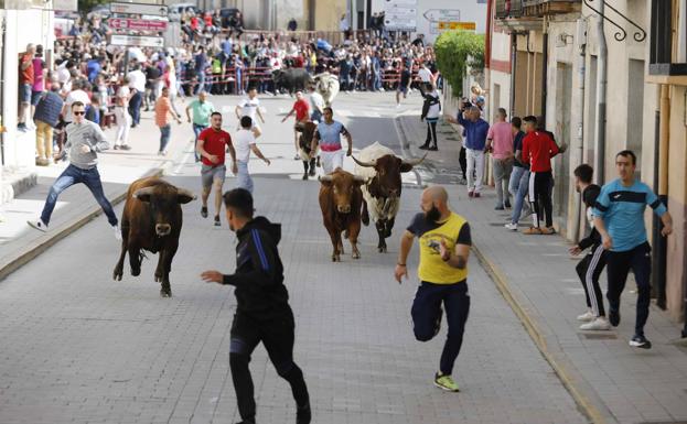 Un abarrotado encierro y una capea llenan las calles de Peñafiel
