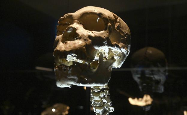 El cráneo de 'Miguelón' se exhibe completo en Burgos tras su hallazgo en Atapuerca