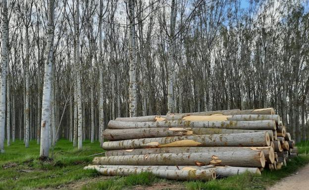 El sector forestal reclama a la Junta un nueva estrategia para poner en valor los recuros del monte