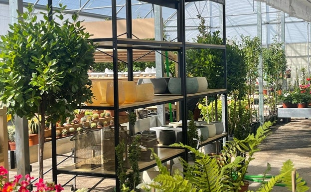 Todo en plantas, decoración y jardín en Garden Bosco