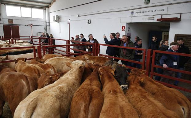 Salamanca acoge del 25 al 26 de mayo el I Congreso Internacional de Vacuno