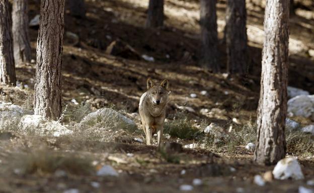 El Constitucional admite a trámite el recurso del Gobierno contra la Ley de Caza de la Junta por el lobo