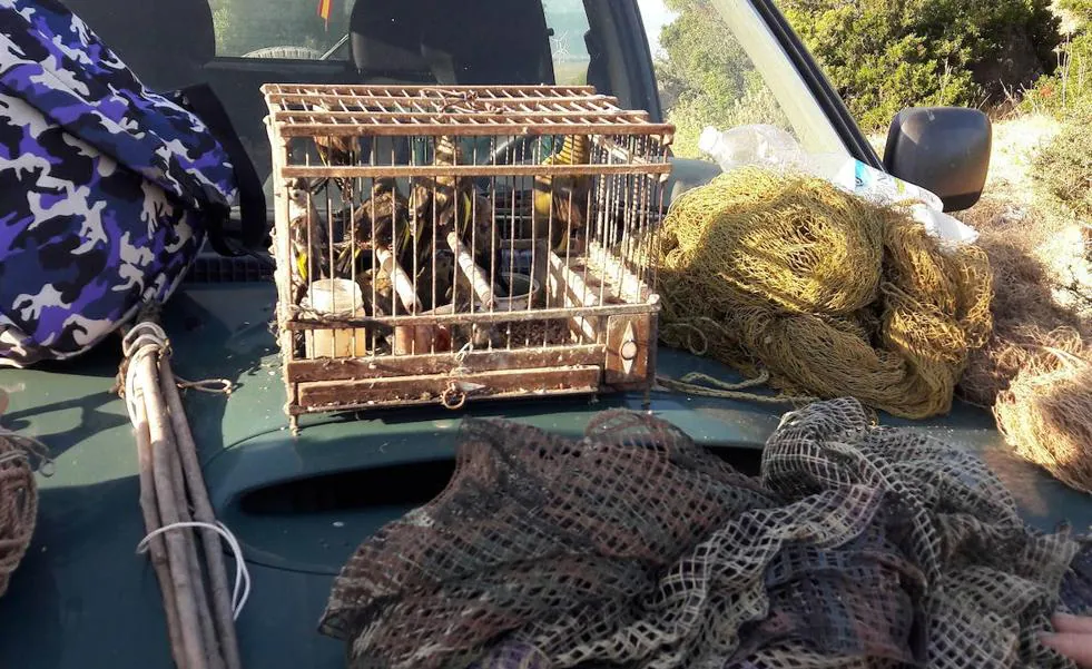 Dos investigados por cazar jilgueros con pegamento en El Pinarillo