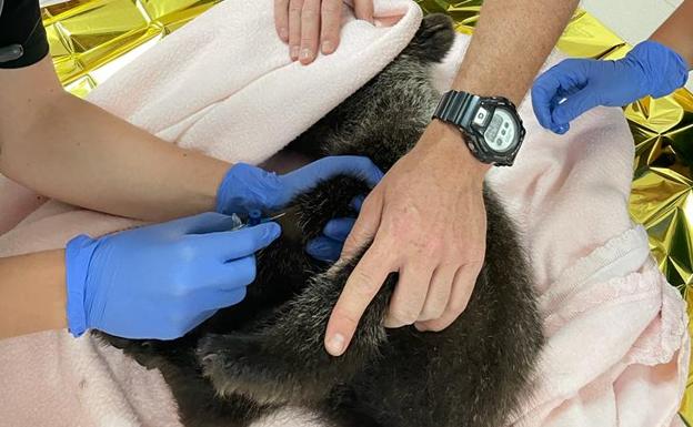 Trasladan un osezno en estado crítico al centro de recuperación de animales de Valladolid