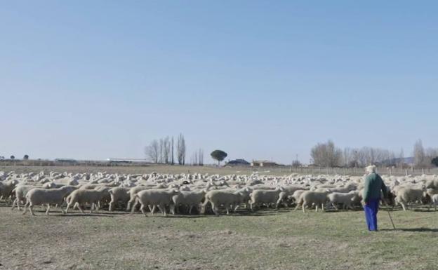 La Filmoteca de Castilla y León acoge el estreno del documental 'El arte de los pastores'