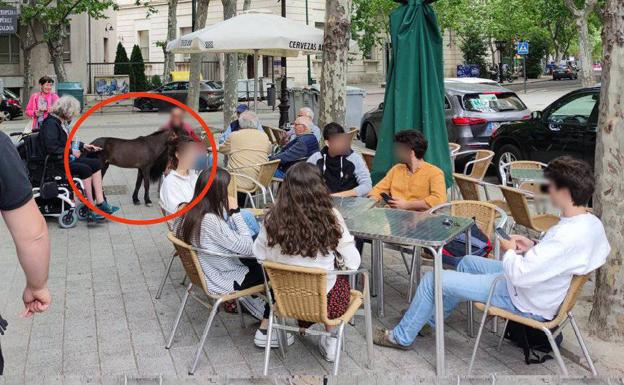 Un caballo holandés enano