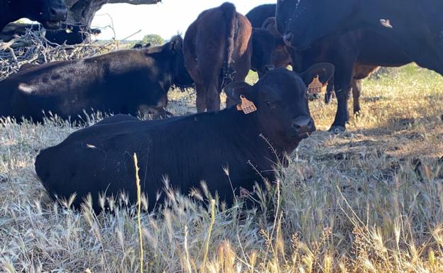 El tiempo esta semana: se repite el patrón de altas temperaturas que agosta el campo