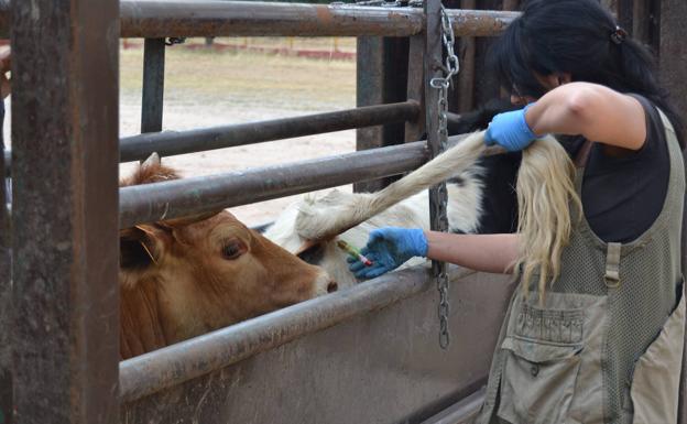 El sector se muestra a la expectativa de las posibles modificaciones en el saneamiento ganadero