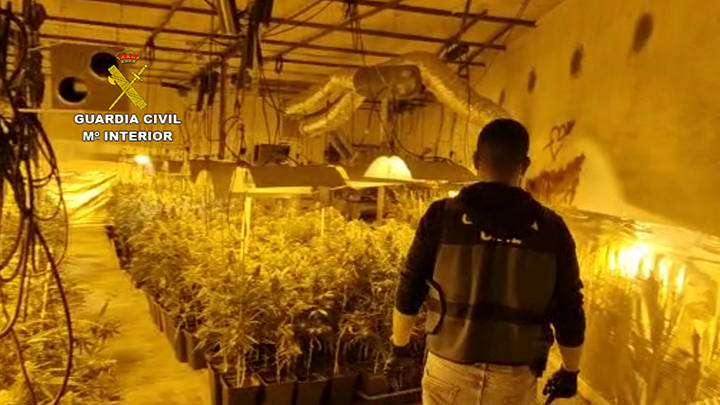 Herido al huir cuando iba a ser detenido por el cultivo de 1.261 plantas de marihuana