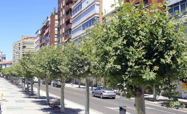 El Ayuntamiento aplicará fungicidas en los plátanos ornamentales para acabar con la plaga de hongos