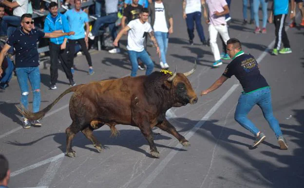 Medina celebra este sábado el Toro de la Feria